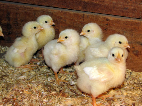 CHICKEN FARMING